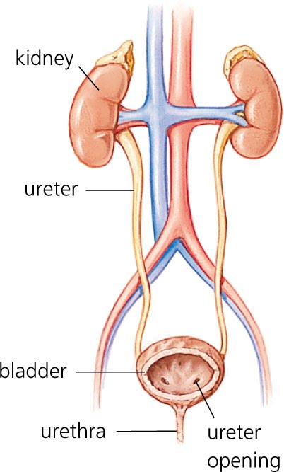 Urinary Tract